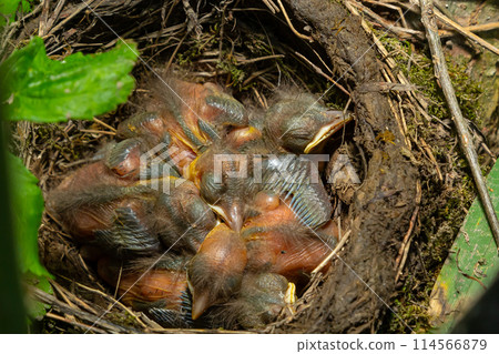Baby birds in the nest birds and mistle thrushes. Thrushes 114566879