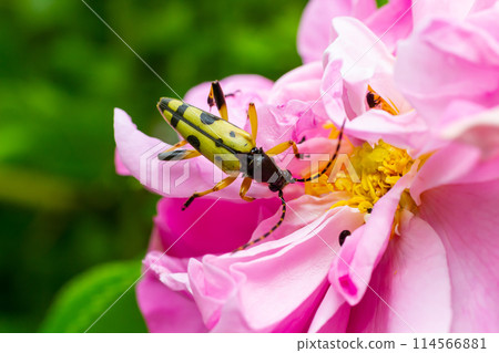 Closeup on a Spotted longhorn beetle, Leptura maculata on the pink flower, Daucus carota Closeup on a Spotted longhorn beetle, Leptura maculata on the pink flower, Daucus carota 114566881