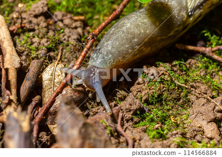 Limax maximus - leopard slug crawling on the ground among the leaves and leaves a trail 114566884