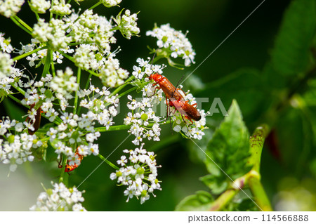Common red soldier beetle Rhagonycha fulva Common red soldier beetle Rhagonycha fulva 114566888