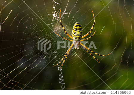 Closeup of exotic striped argiope bruennichi orb web spider sitting on cobweb against blurred background in daytime Closeup of exotic striped argiope bruennichi orb web spider sitting on cobweb against blurred background in daytime 114566903