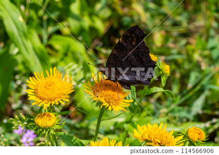 Butterfly aglais io with large spots on the wings sits on a cornflower meadow 114566906