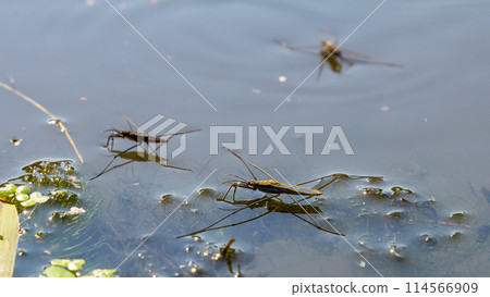 A closeup shot of Gerris lacustris or common pond skater A closeup shot of Gerris lacustris or common pond skater 114566909