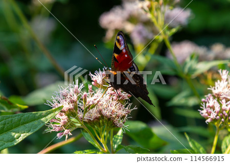 Butterfly aglais io with large spots on the wings sits on a cornflower meadow 114566915