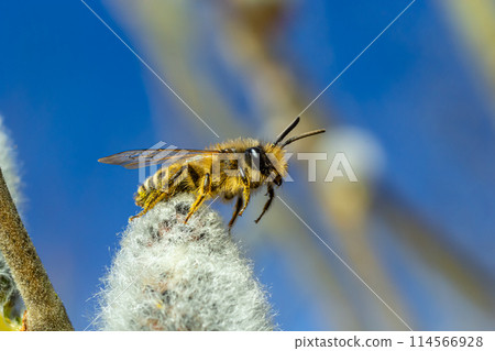 A bee on a branch of a blooming willow 114566928