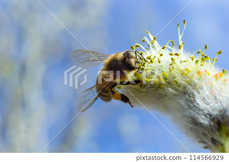 A bee on a branch of a blooming willow A bee on a branch of a blooming willow 114566929