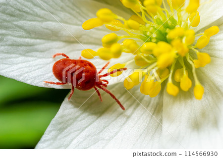 Close up macro Red velvet mite or Trombidiidae in natural environment on a white anemone flower 114566930