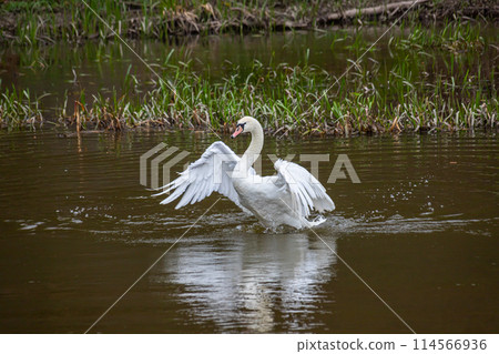 The mute swan Cygnus olor on the water of a small river. A beautiful white bird The mute swan Cygnus olor on the water of a small river. A beautiful white bird 114566936