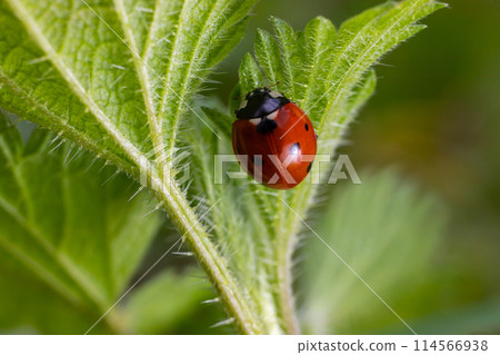 Closeup on the colorful seven-spot ladybird, Coccinella septempunctata on a green leaf in the garden 114566938