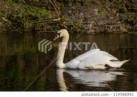 The mute swan Cygnus olor on the water of a small river. A beautiful white bird The mute swan Cygnus olor on the water of a small river. A beautiful white bird 114566942