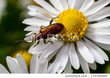An aquatic leaf-beetle with long antennae Donacia reticulata, Family Chysomelidae An aquatic leaf-beetle with long antennae Donacia reticulata, Family Chysomelidae 114566960