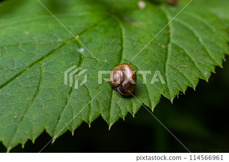 Oxychilus alliarius , commonly known as the garlic snail or garlic glass-snail Oxychilus alliarius , commonly known as the garlic snail or garlic glass-snail 114566961