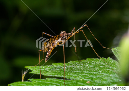 A crane fly Tipula maxima resting on a nettle leaf in early summer A crane fly Tipula maxima resting on a nettle leaf in early summer 114566962