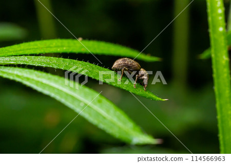 Macro of a Snout Beetle resting on a leaf Macro of a Snout Beetle resting on a leaf 114566963