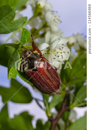 The crunch of the melolontha melolontha insect on a tree branch. Animal wildlife background 114566969