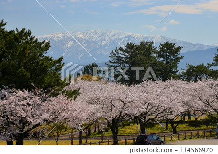 Cherry blossoms at Mira Park in Uozu Comprehensive Park, Mikajisaki, Uozu City, Toyama Prefecture, with the snow-capped Hida Mountains and Northern Alps towering behind them Cherry blossoms at Mira Park in Uozu Comprehensive Park, Mikajisaki, Uozu City, Toyama Prefecture, with the snow-capped Hida Mountains and Northern Alps towering behind them 114566970