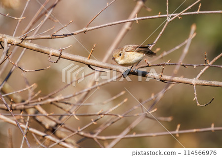 A cute-looking Japanese flycatcher (Family: Flycatchers) searching for food. Saitama Prefecture, Japan. Photographed in winter 2023. A cute-looking Japanese flycatcher (Family: Flycatchers) searching for food. Saitama Prefecture, Japan. Photographed in winter 2023. 114566976