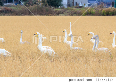 A beautiful and large flock of whooper swans, Tundra swans (family Anatidae), in Ibaraki Prefecture, Japan. Photographed in winter 2023. 114567142