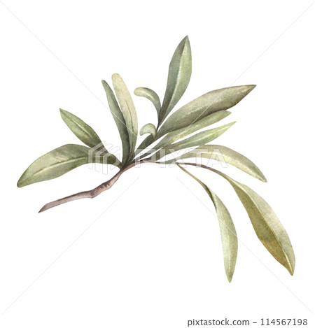 Olive branch, no fruit with green leaves Watercolor botanical floral clipart, hand drawn leaf illustration for food oil label design print, greeting card, trendy invitation Isolated white background. Olive branch, no fruit with green leaves Watercolor botanical floral clipart, hand drawn leaf illustration for food oil label design print, greeting card, trendy invitation Isolated white background. 114567198