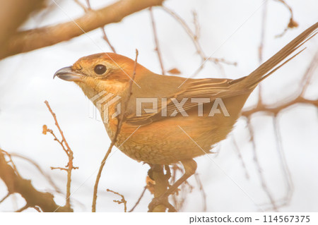 一隻美麗的伯勞鳥（Shrikidae）正在尋找獵物。位於日本茨城縣。拍攝於 2023 年冬季。 114567375
