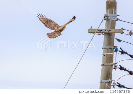 A beautiful common buzzard (Accipitridae) jumps out from a perch in Ibaraki Prefecture, Japan. Photographed in winter 2023. 114567376