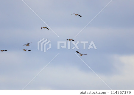 A flock of lapwings (family: Charadriidae), the ladies of the rice fields, with their beautiful structural coloring in flight. Photographed in winter 2023 in Ibaraki Prefecture, Japan. 114567379