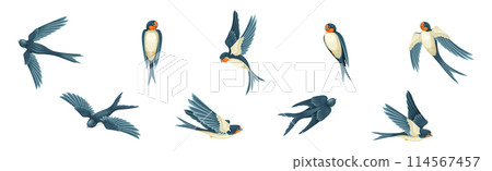 Swallow or Martin Passerine Bird with Long Tail and Pointed Wings Flying and Gliding Vector Set 114567457