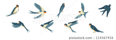 Swallow or Martin Passerine Bird with Long Tail and Pointed Wings Flying and Gliding Vector Set 114567458
