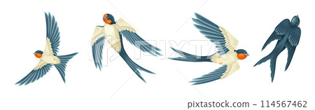 Swallow or Martin Passerine Bird with Long Tail and Pointed Wings Flying and Gliding Vector Set Swallow or Martin Passerine Bird with Long Tail and Pointed Wings Flying and Gliding Vector Set 114567462