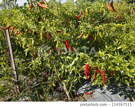Examples of chili pepper cultivation 114567515