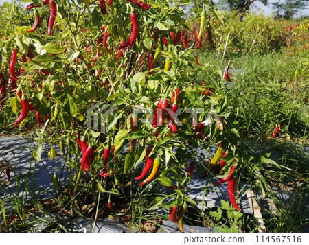 辣椒栽培實例 114567516