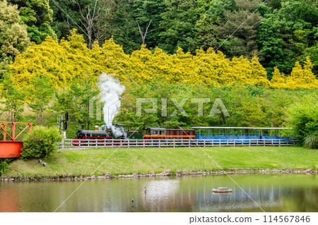 Steam locomotive "Cambria" of the Romney Railway, running among the fresh greenery 114567846