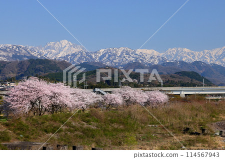 富山縣魚津市吉野市、早月川綠色多功能廣場的櫻花樹以及從早月川遠月大橋眺望的飛驒山脈白雪皚皚的北阿爾卑斯山 富山縣魚津市吉野市、早月川綠色多功能廣場的櫻花樹以及從早月川遠月大橋眺望的飛驒山脈白雪皚皚的北阿爾卑斯山 114567943