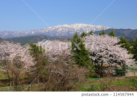 富山縣魚津市吉野市、早月川綠色多功能廣場的櫻花樹以及從早月川遠月大橋眺望的飛驒山脈白雪皚皚的北阿爾卑斯山 富山縣魚津市吉野市、早月川綠色多功能廣場的櫻花樹以及從早月川遠月大橋眺望的飛驒山脈白雪皚皚的北阿爾卑斯山 114567944