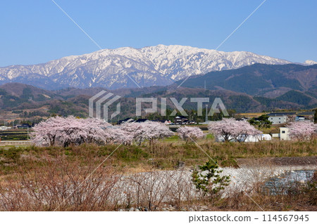 富山縣魚津市吉野市、早月川綠色多功能廣場的櫻花樹以及從早月川遠月大橋眺望的飛驒山脈白雪皚皚的北阿爾卑斯山 富山縣魚津市吉野市、早月川綠色多功能廣場的櫻花樹以及從早月川遠月大橋眺望的飛驒山脈白雪皚皚的北阿爾卑斯山 114567945
