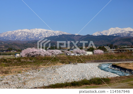 富山縣魚津市吉野市、早月川綠色多功能廣場的櫻花樹以及從早月川遠月大橋眺望的飛驒山脈白雪皚皚的北阿爾卑斯山 114567946