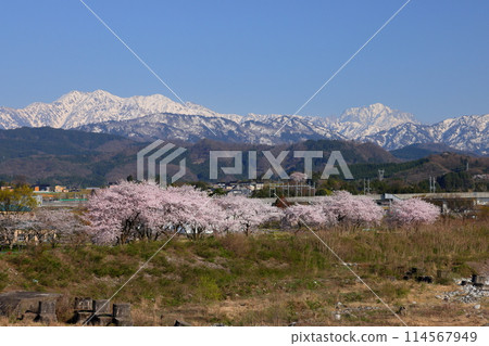 Yoshino, Uozu City, Toyama Prefecture - View of the cherry blossom trees at Hayatsukigawa Green Space Multipurpose Park from the Nobuki Bridge over the Hayatsukigawa River and the snow-capped Hida Mountains Northern Alps 114567949