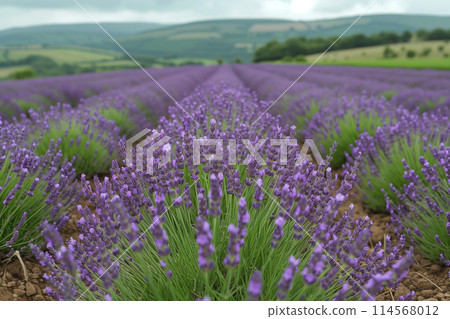 lavender field in countryside, rural landscape 114568012