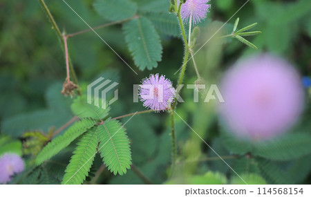 Pink flowers of Mimosa pudica Pink flowers of Mimosa pudica 114568154