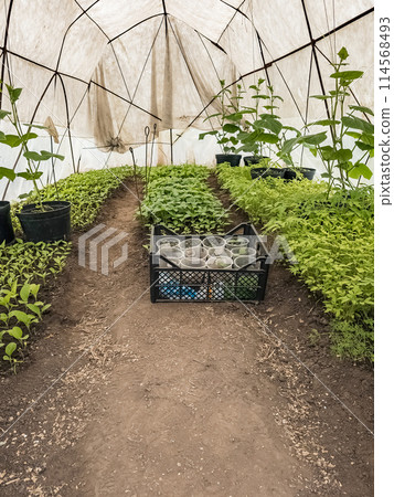 Agricultural greenhouse with rows of fresh green seedlings of early vegetables Agricultural greenhouse with rows of fresh green seedlings of early vegetables 114568493
