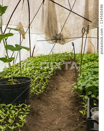 Agricultural greenhouse with rows of fresh green seedlings of early vegetables Agricultural greenhouse with rows of fresh green seedlings of early vegetables 114568496