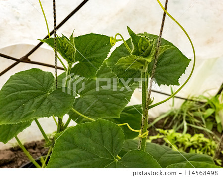 Agricultural greenhouse with rows of fresh green seedlings of early vegetables Agricultural greenhouse with rows of fresh green seedlings of early vegetables 114568498