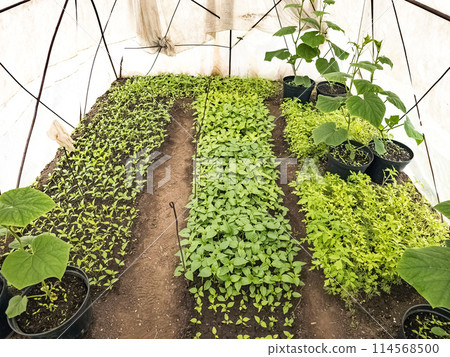 Agricultural greenhouse with rows of fresh green seedlings of early vegetables Agricultural greenhouse with rows of fresh green seedlings of early vegetables 114568500