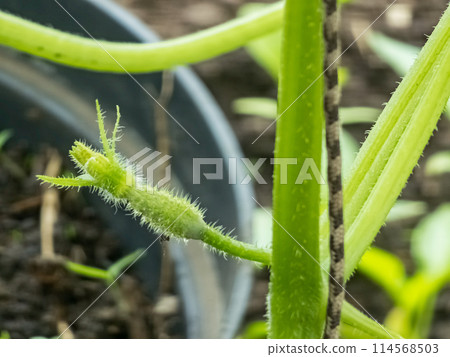 Cucumber seedlings. Close-up. Young green plants in the greenhouse begin to bloom and bear fruit Cucumber seedlings. Close-up. Young green plants in the greenhouse begin to bloom and bear fruit 114568503