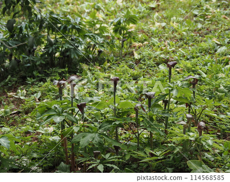 Mamushigusa 114568585