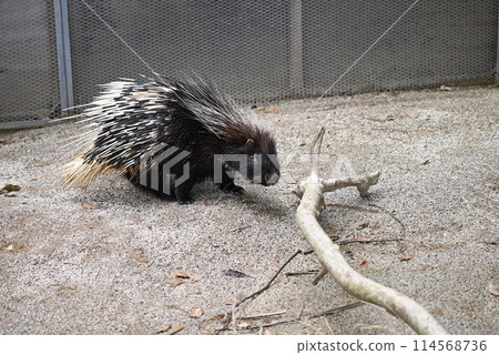 Walking Porcupine Walking Porcupine 114568736