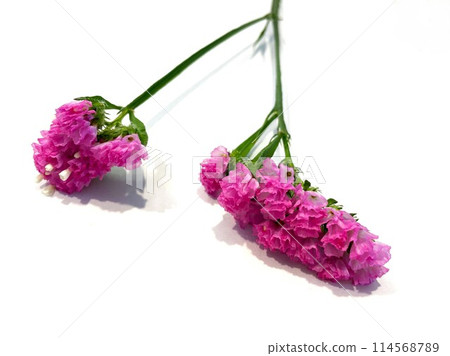 Bright, deep pink statice 1 114568789