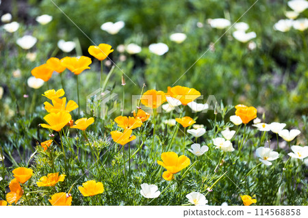 Poppy Happy Square, Konosu City, Saitama Prefecture 114568858