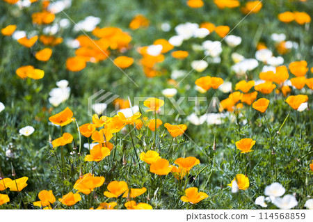 Poppy Happy Square, Konosu City, Saitama Prefecture Poppy Happy Square, Konosu City, Saitama Prefecture 114568859