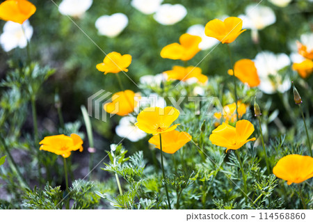 Poppy Happy Square, Konosu City, Saitama Prefecture 114568860